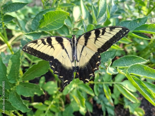 butterfly on a leaf