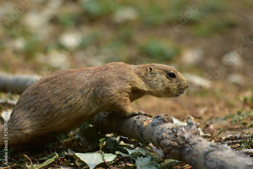 Fotografía prairie dog looking around