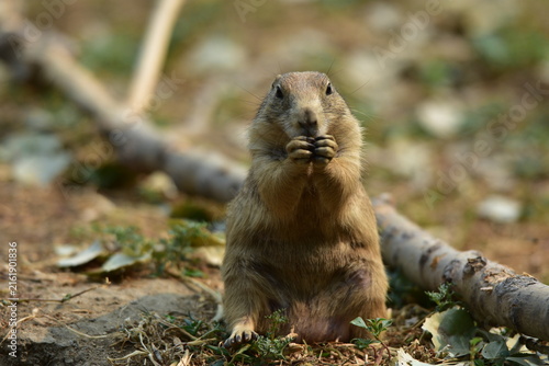 Fotografía prairie dog eating