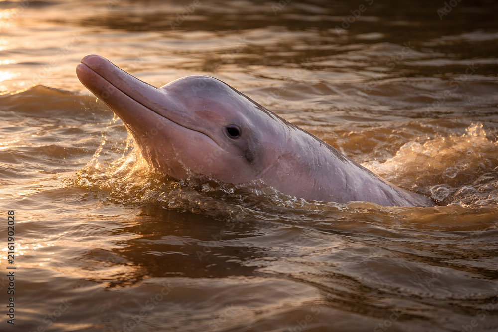Fototapeta premium Pink Amazon river dolphin breaching surface of murky river water illuminated by warm golden hour sunset light, wildlife eco tourism and conservation concept