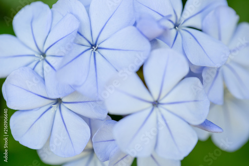 Konstfotografi Plumbago Auriculata, Royal Leadwort Cape, California Blue Plumbago, Sky Flowers,