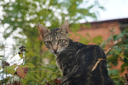 Canvastavla Tabby cat looking back at camera in green nature outdoor environment