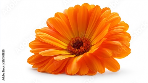 Vibrant Closeup of Orange Calendula Marigold Flower Blossom
