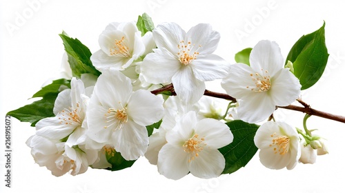 Elegant White Jasmine Flower Branch with Delicate Petals