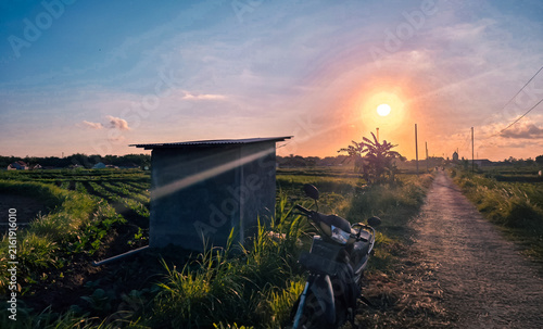 Foto A photograph of a rice field landscape at sunset.