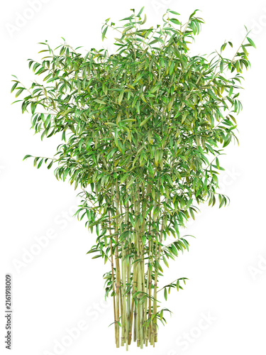 Bambusa vulgaris Isolated PNG, Tall Clumping Bamboo, Transparent Background