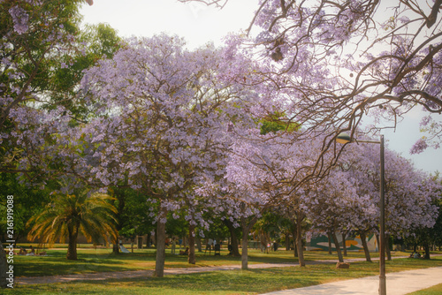 Fotografie Blooming jacaranda trees with purple flowers in public park in Valencia Spain