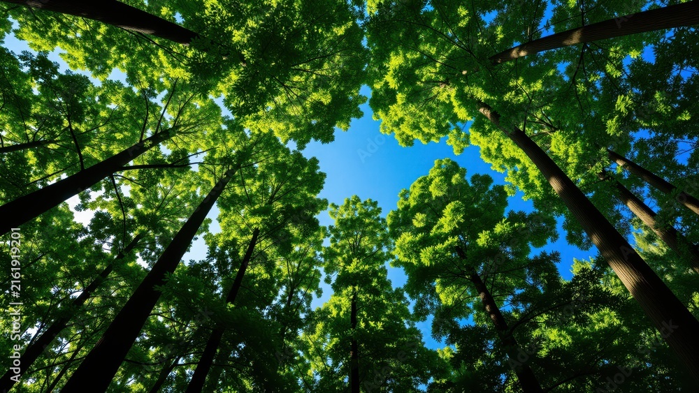 Fototapeta premium Looking Up at a Green Forest Canopy with Bright Blue Sky and Sunlight Filtering Through the Trees