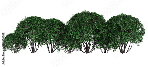 Chinese Privet Isolated PNG, Continuous Evergreen Hedge, Transparent Background