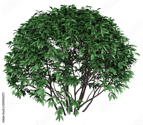 Chinese Privet Isolated PNG, Rounded Multi-Stem Shrub, Transparent Background