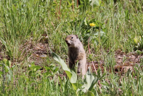 Картината върху платно Funny Chirping Ground Squirrel in a Field