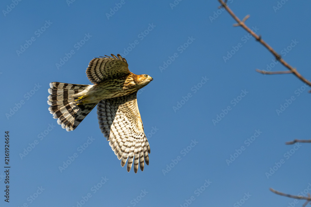 Fototapeta premium Cooper's hawk in flight against a blue sky.