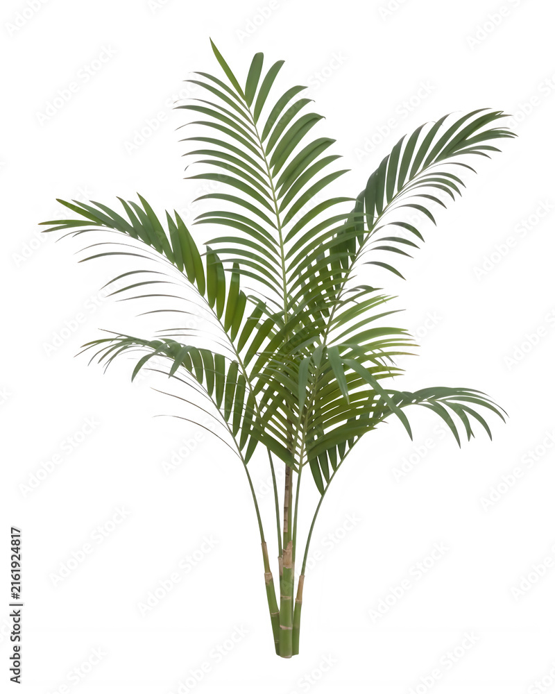 Fototapeta premium Lush green palm fronds with vibrant leaves and elegant natural structure isolated on transparent background
