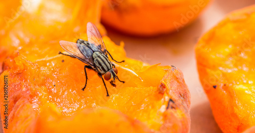 Foto A close-up shot of a striped fly feeding on bright orange decaying fruit pieces, showing fine details of the insect and food