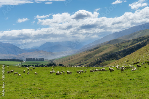A flock of sheep grazing in the lush valley land in the Rangitata gorge in Canterbury NZ