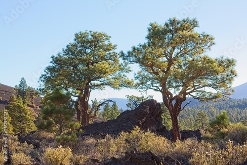 Weathered evergreens in a field of plants and rocks. Blooming Old Man's Whiskers, Geum triflorum, are scattered throughout the brush. Sunset Crater Volcano National Monument, Flagstaff, Arizona.