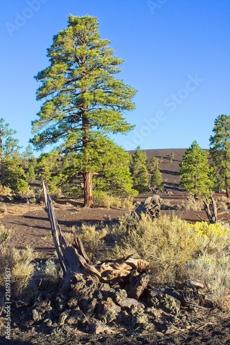 A long dead tree that's almost rotted away is in the foreground, and a Ponderosa pine is in the background, as is a cinder hill. Sunset Crater Volcano National Monument, Flagstaff, Arizona.