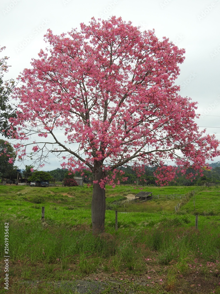 Fototapeta premium Árvore paineira-rosa ou Ceiba speciosa em plena floração ao longo da rodovia BR-364 em Rondônia Brasil