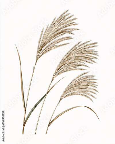 Vintage Botanical Illustration of Silver Grass, Miscanthus Reed, Antique Copperplate Engraving Style
