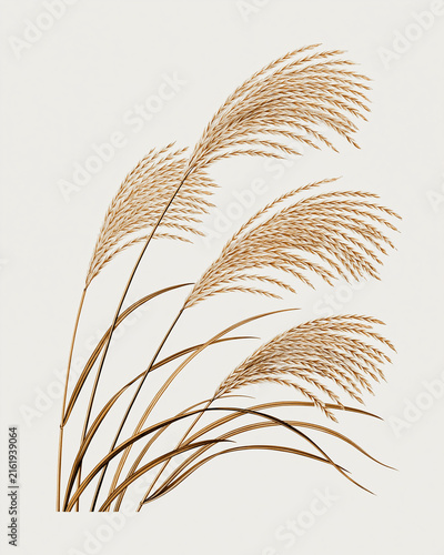 Vintage Botanical Illustration of Silver Grass, Miscanthus Reed, Antique Copperplate Engraving Style