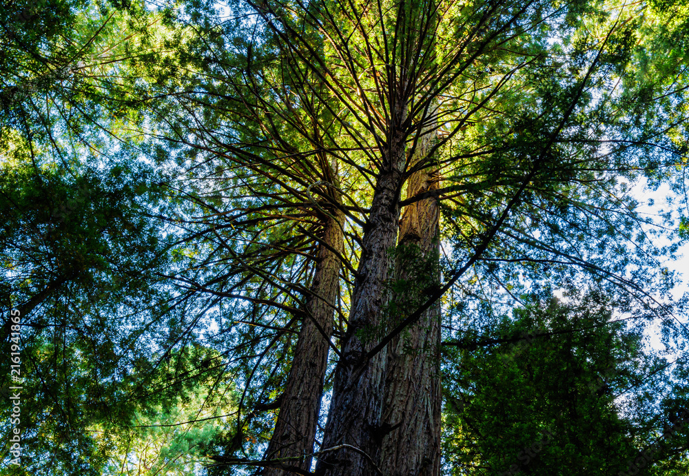 Fototapeta premium Sunlight Streaming Through Coastal Redwood Forest, Armstrong Redwoods State Natural Reserve, Guerneville, California, USA
