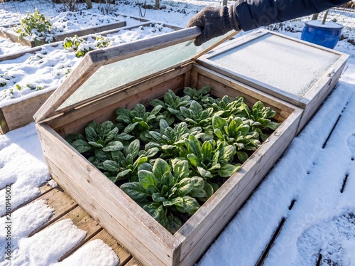Gardener Opens Frosty Cold Frame Revealing Healthy Spinach Plants Growing in Winter Snow