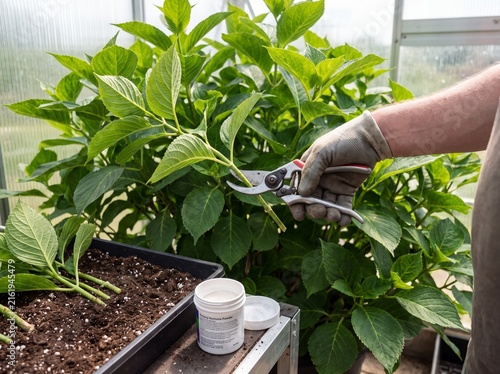 Gardener Pruning Hydrangea Plant and Preparing Cuttings for Propagation in Greenhouse