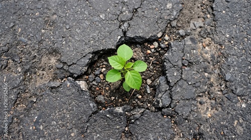 Small green plant growing through crack in asphalt road surface, symbol of resilience nature survival urban environment hope new life beginning concept