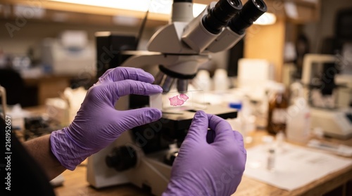 Scientist hands in purple gloves holding microscope slide with tissue sample for analysis, laboratory research equipment in, medical science pathology and healthcare diagnostics.