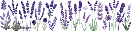 Set of hand drawn purple lavender flowers and herbs isolated illustrations for floral design and nature patterns