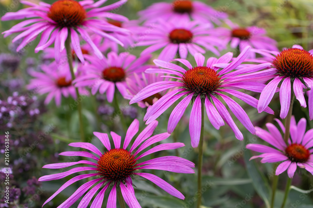 Fototapeta premium Beautiful Blooming Pink Echinacea Flowers Growing in Garden Bed