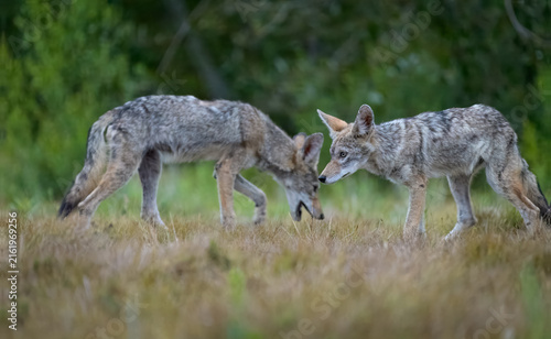 Fotografía Two young coyotes (Canis latrans) stand together in dry grass near a wooded area