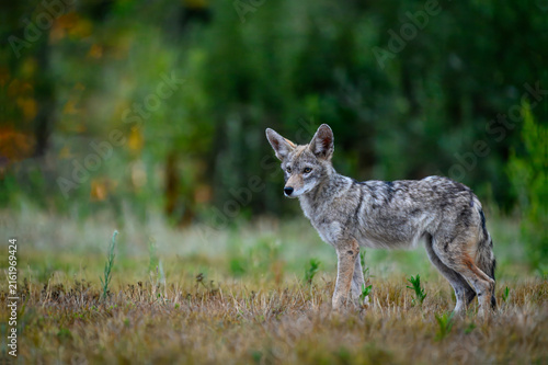 Quadro su tela A solitary coyote pup (Canis latrans) stands alert in short grass, looking toward the camera against a softly blurred green woodland background