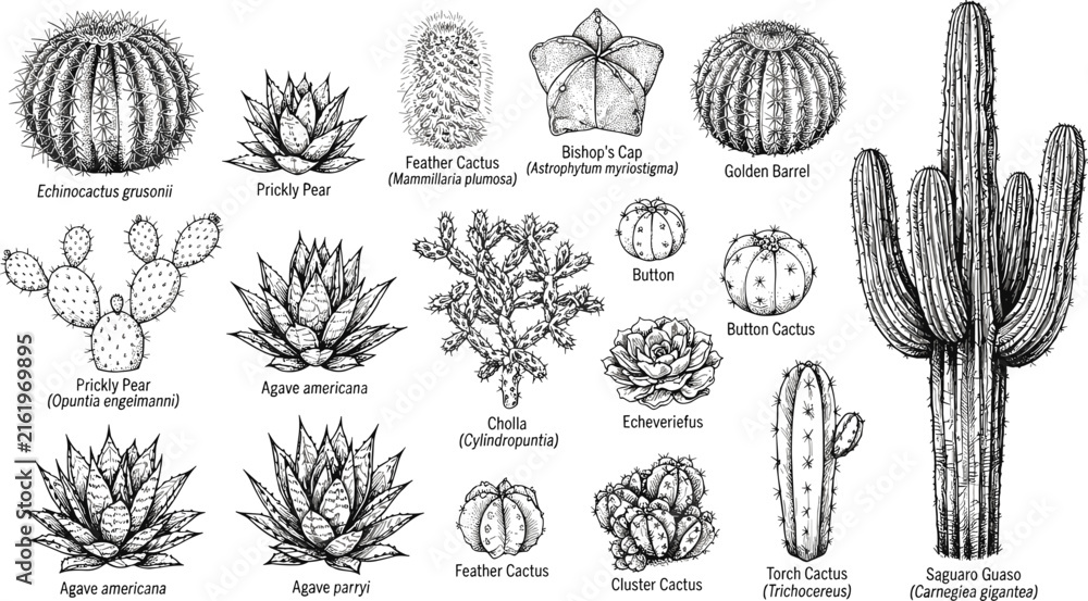 Naklejka premium Botanical cactus sketch collection featuring saguaro agave prickly pear barrel succulent species with scientific name labels