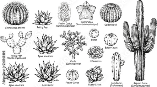 Botanical cactus sketch collection featuring saguaro agave prickly pear barrel succulent species with scientific name labels