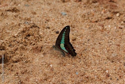 Bild auf Leinwand A butterfly foraging for food on the ground.