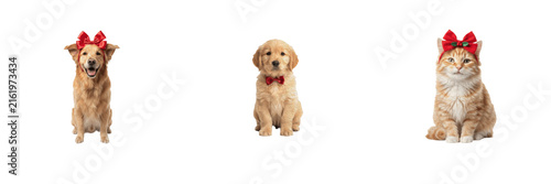 Festive Pets Clipart Set Golden Retriever Dog Puppy Orange Tabby Cat Red Bows Holiday Graphic Elements Photography for Craft Scrapbooking PNG