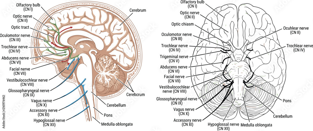 Obraz premium Human brain anatomy and 12 cranial nerves diagram collection showing sagittal section and inferior view with brainstem paths