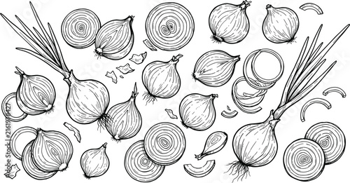 Hand drawn onion vegetable vector set featuring whole bulbs sliced rings and green scallion leeks for culinary design