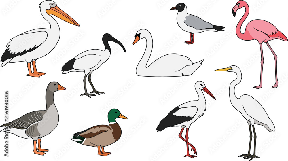 Obraz premium Water birds vector set with swan flamingo pelican duck goose stork ibis seagull and egret illustration