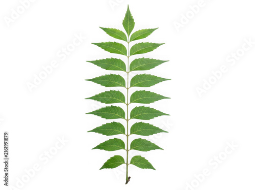 Single pinnate leaf isolated on a professional transparent background