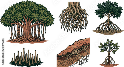 Obraz na plátně Mangrove tree and unique root system vector illustration set featuring detailed