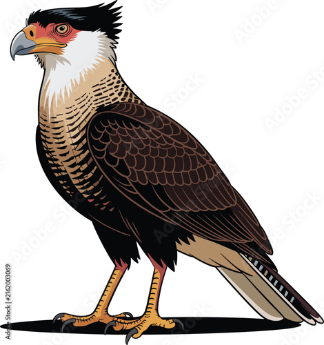 A distinctive bird of prey colorful animal vector on white background.