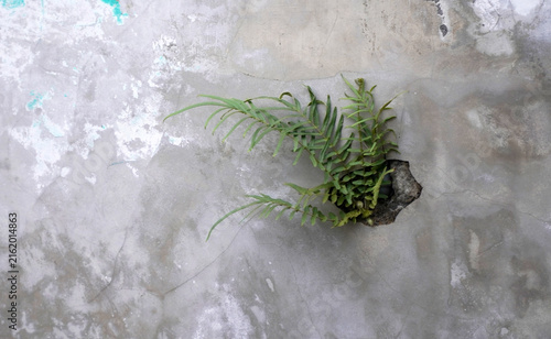 Small green fern plant growing out of a crack in a weathered concrete wall, representing resilience, growth, hope, and nature overcoming urban structures with ample copy space.