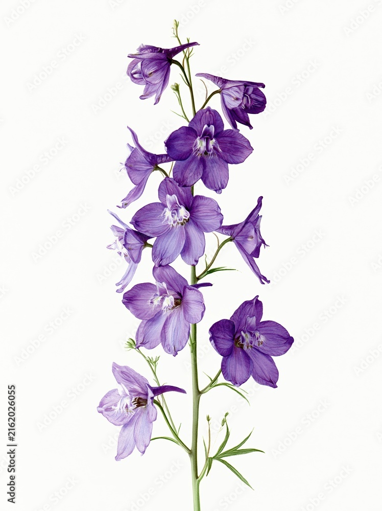 Obraz premium Vibrant purple delphinium flower stem with delicate petals isolated on a clean white background