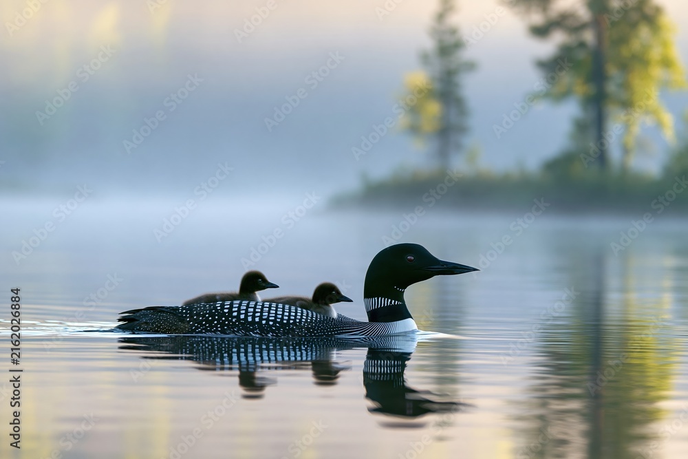 Obraz premium Majestic Common Loon Parent and Chicks Swimming on Misty Lake at Dawn