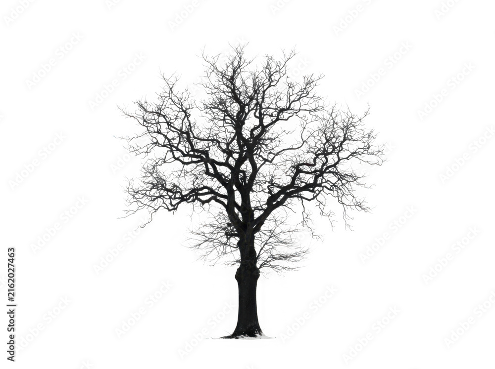 Fototapeta premium Bare winter tree with intricate branches isolated on transparent background
