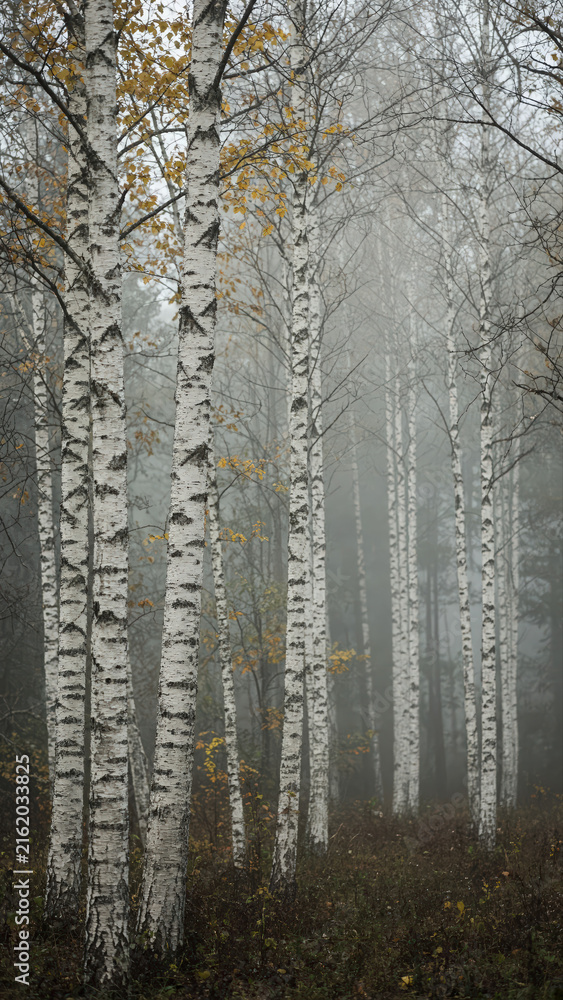 Fototapeta premium Silent Birch Forest Disappearing Into Ethereal Morning Mist