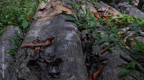 A large pile of wood overgrown with grass