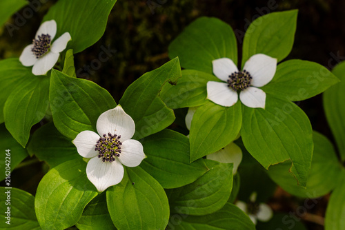 Western Bunchberry with incredible white flowers in spring and green leaves